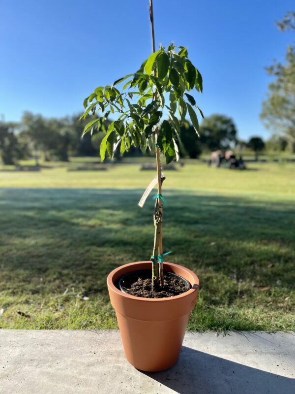 EverPot™ Tree Dwarfing Kit - Small - Image 4