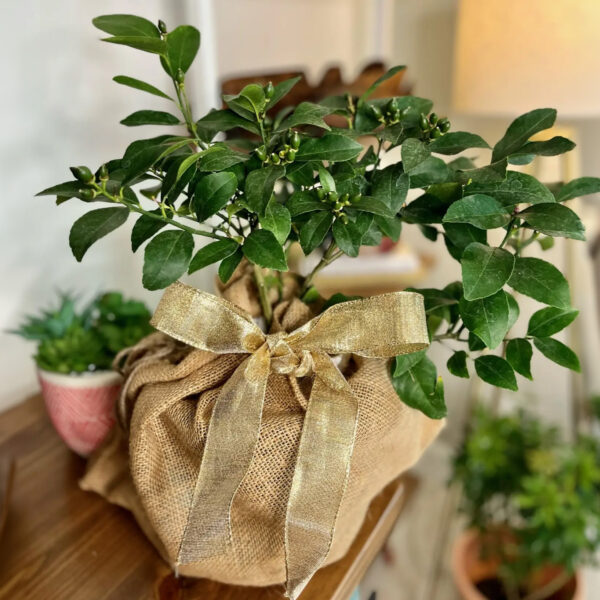 Improved Meyer Lemon Tree - Image 6