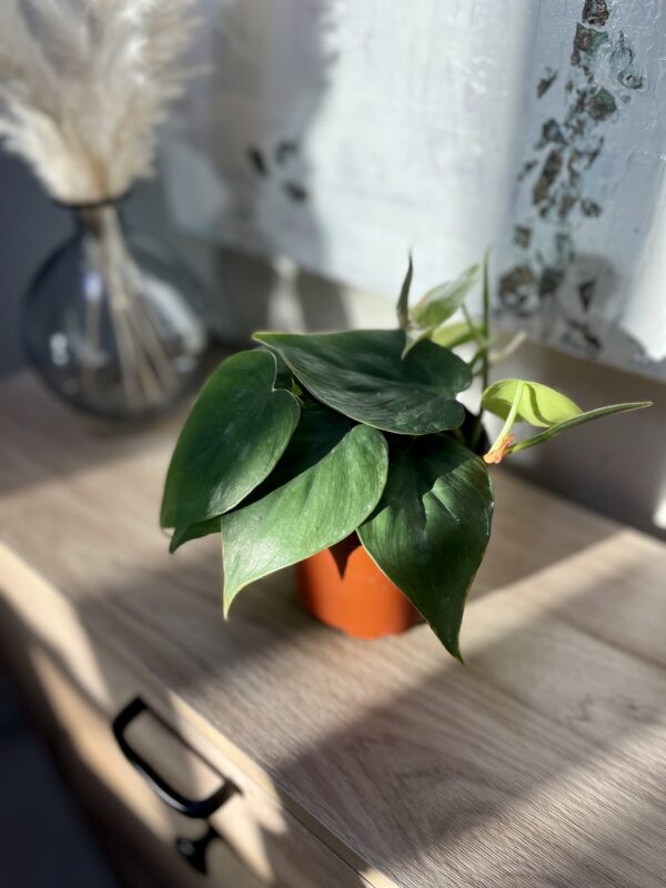 Heartleaf Philodendron - Image 4