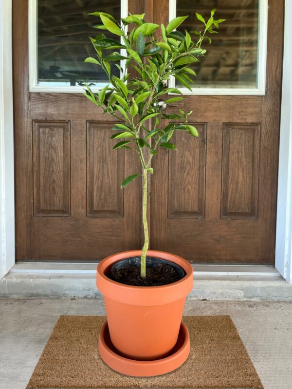 6.5 Gallon Decorative Pot - Image 3