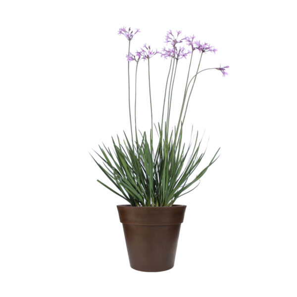 Society Garlic - Image 4